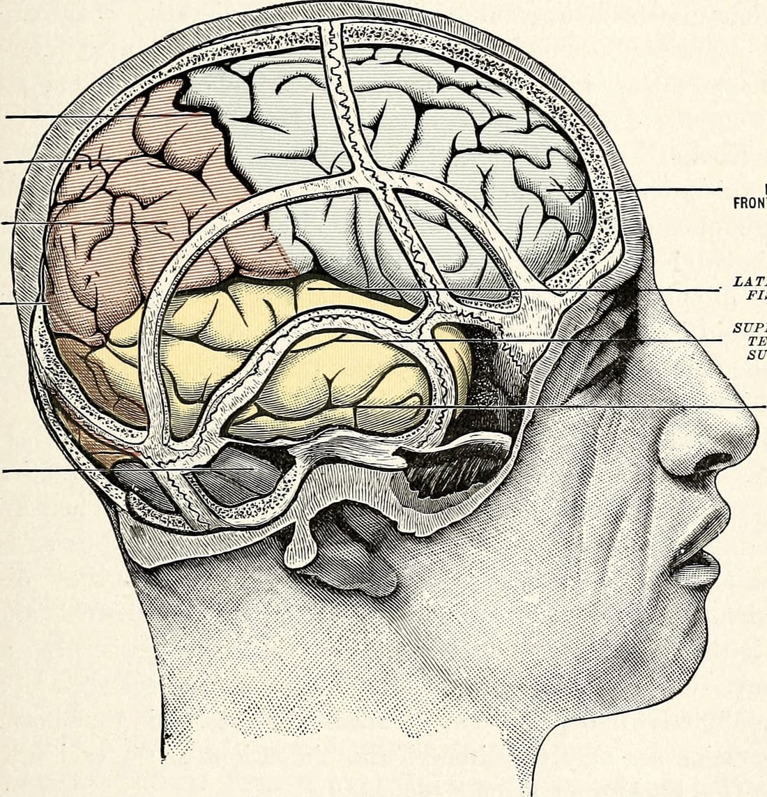 A hand-coloured lithograph of the human brain in profile, showing the lobes, from a 1907 physiology textbook
