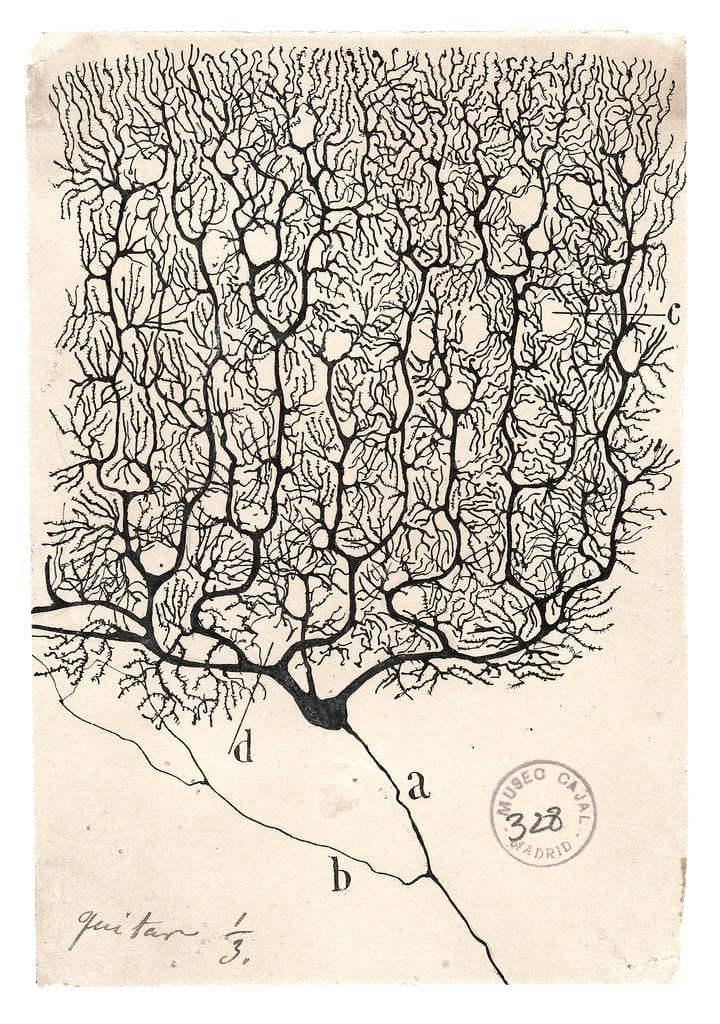 Santiago Ramon y Cajal's ink drawing of a Purkinje neuron from the human cerebellum