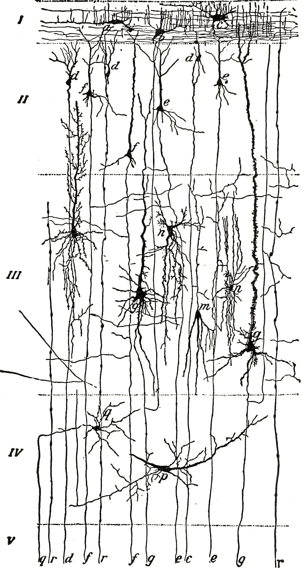 A drawing of the layers of the cerebral cortex, from a 1913 neurology textbook